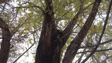 A tree standing in the forest with mossy trunk. Stock Footage 218515909