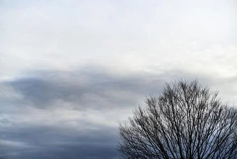 A tree is standing in front of a cloudy sky Stock Photos