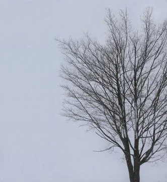 Tree standing in front of solid white caused by powerful snowy blizzared Stock Photos