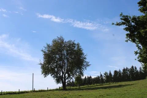 Tree standing on a hill Stock Photos