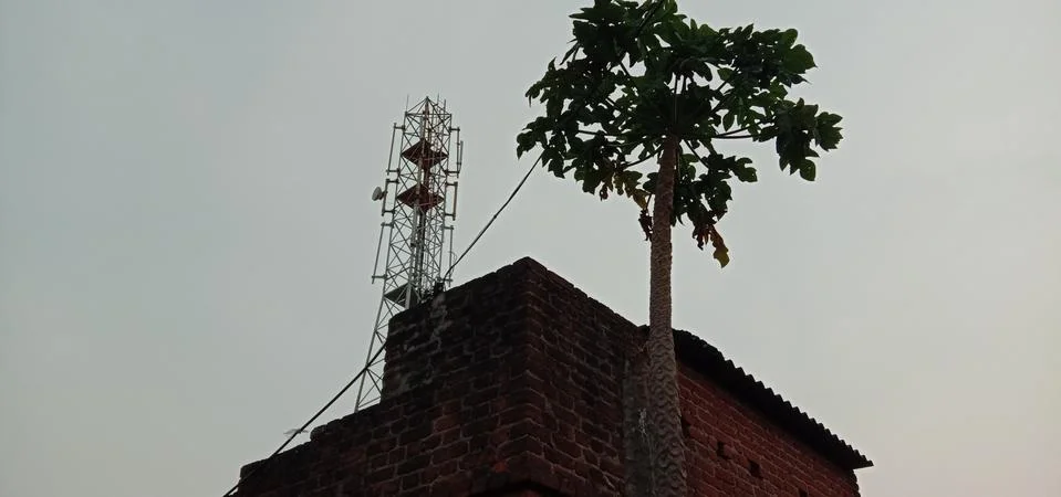 A tree standing with its head held high in the open sky Stock Photos