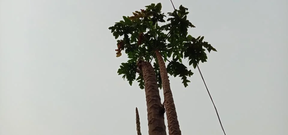 A tree standing with its head held high in the open sky Stock-Fotos