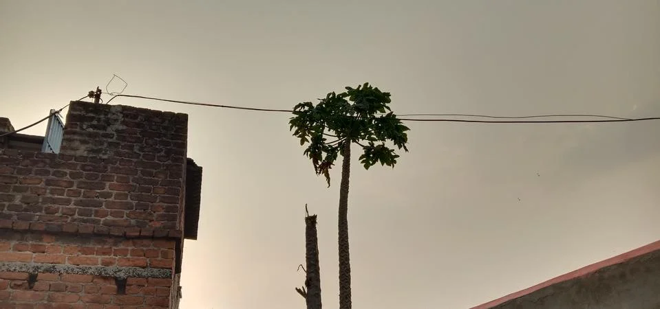 A tree standing with its head held high in the open sky Foto stock