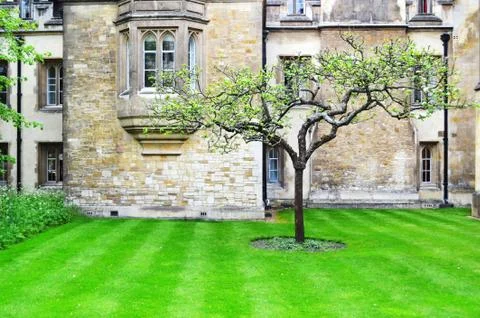 Tree Standing on Lawn Stockfoto's