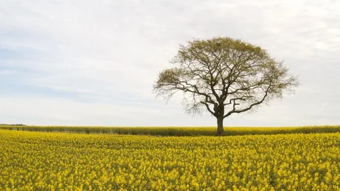 Tree Standing in the Middle of Canola Fields with Sky in the Background 스톡 동영상 112673676