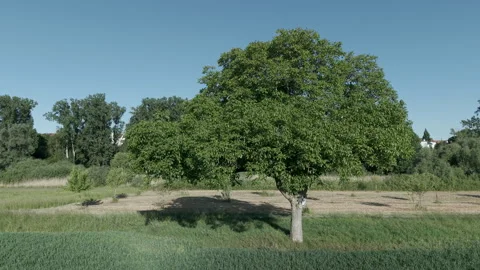 A tree standing in the middle of a vast summer landscape. Stock Footage 311130875