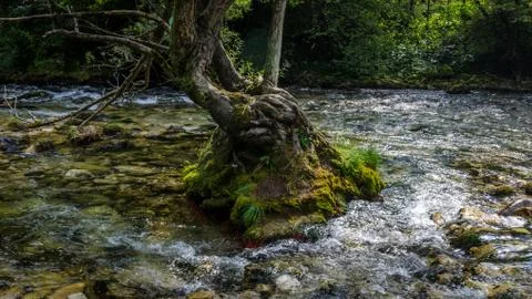 Tree standing in the river Stock Photos