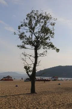 A tree is standing in the sand on a beach Stock Photos