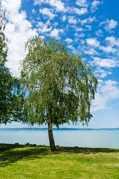 A tree standing on the shore, against the backdrop of a lake with turquoise.. Foto stock
