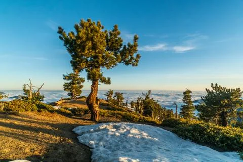 A tree is standing in the snow on a hill Foto stock