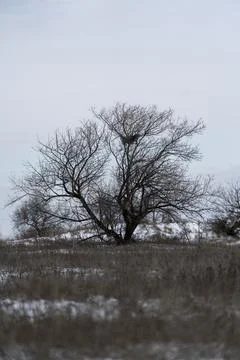Tree stands alone in a field during winter with snow on the ground and gray.. Stock Photos