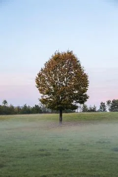 A tree stands alone in a field of grass Foto stock