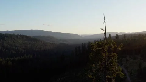 A tree stands alone in a forest with a clear blue sky in the background Stock Footage 271584571