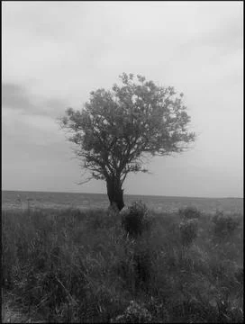 A Tree Stands Alone Foto stock