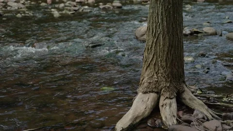 A tree stands on the bank of a mountain river Stock Footage 236704892