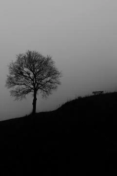 A tree stands with a bench of a hill Foto stock