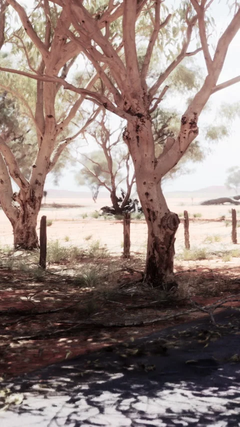 Tree stands in the center of a dry landscape near a dirt road with fenceposts Stock Footage 337972978