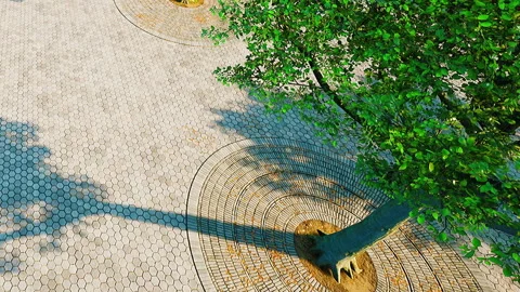 Tree stands in the center of a paved area with shadows from sunlight Stock Footage 348556389
