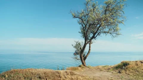 A tree stands on a cliff by the sea Stock Footage 131338960