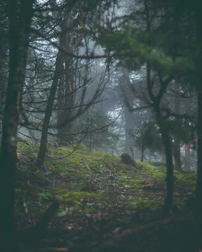A tree stands in the forest being framed by the changing leaves. Stock Photos