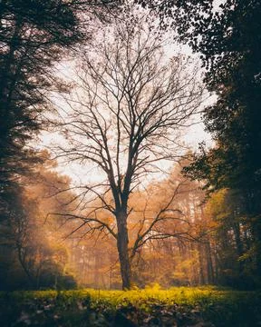 A tree stands in the forest being framed by the changing leaves. Stock Photos