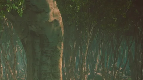 Tree stands in a forest with tall trunks and distant shadows during the day Stock Footage 344553715