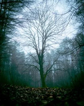 The tree stands framed by the forest in the evening mist. Stock Photos