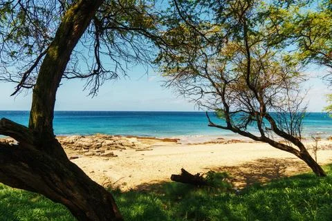 A tree stands in front of the beach, facing the ocean Stock Photos