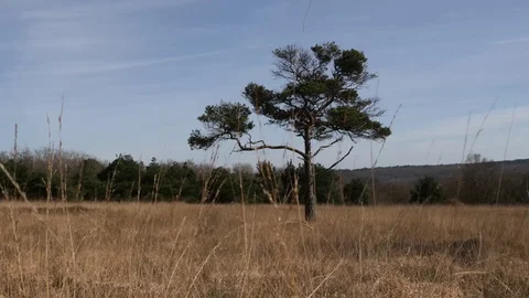 Tree stands in the middle of grassland Stock Footage 73835483