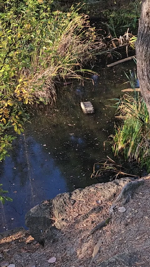 Tree stands by murky pond, surrounded by reeds Video stock 347696185
