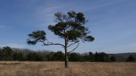Tree stands still in the middle of African plains 스톡 동영상 73835500