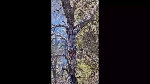 A tree stands tall and smoking from a fire. Stock Footage 339757549