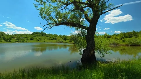 Tree stands tall beside calm, green water. Vrmdza Lake, Serbia Видео 338025509