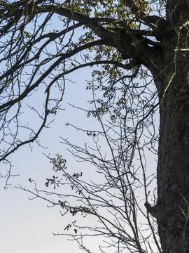Tree stands tall, branches reaching skyward Stock Photos