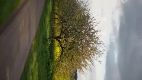 A tree stands tall in the center of a grassy field beside a winding road Stock Footage 276138745