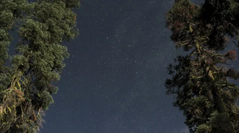 Tree star time lapse 스톡 동영상 29667770