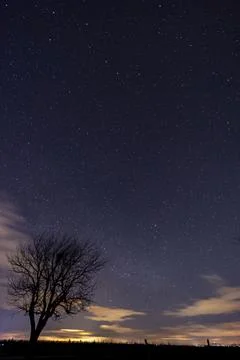 Tree with starry sky before dawn Stock Photos