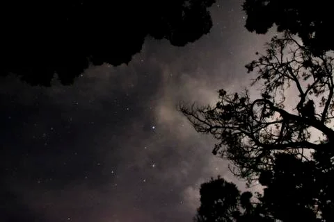 Tree of Stars Star Cloudy Cloud Mist Misty Galaxy Universe Source Life Live Root Stock Photos