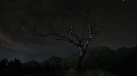 Tree with stars timelapse Vídeos de archivo 12467562