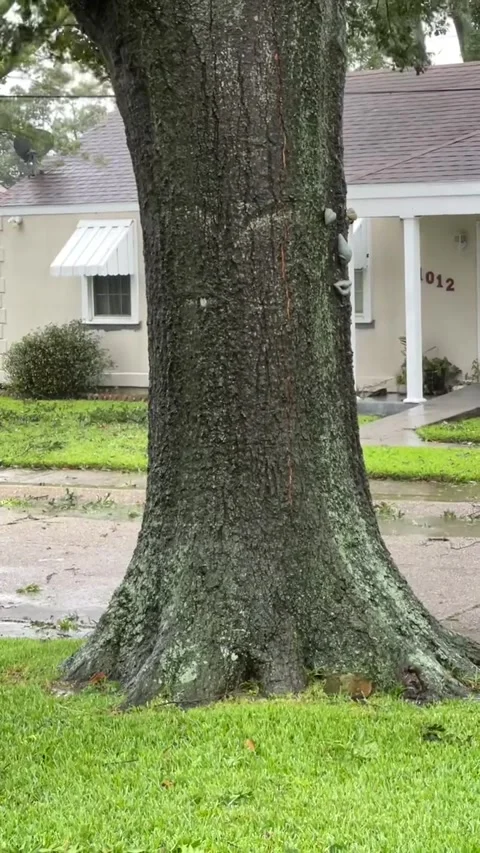 Tree Starts to Split During Hurricane Ida, Metairie, Louisianna, USA - 27 Sep 20 Video stock 205389864