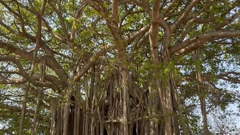 TREE STATIC Stock Footage 270345026