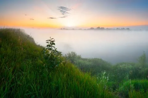 Tree on a steep bank of the river in the misty dawn Foto stock