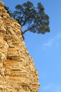 The tree on the steep slope of the shore Stock Photos