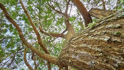 Tree stem and branches with textured bark Foto stock