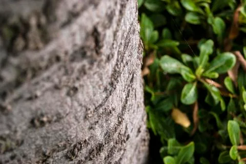 Tree stem focused and spider net over green leaves Stock Photos