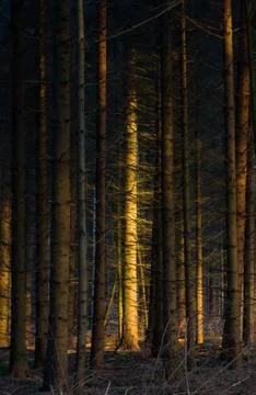 Tree stem lightens up in dark forest, vertical Stock Photos