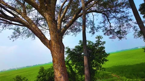 Tree - Stem Near the Paddy Field Video stock 262213682
