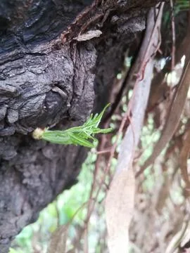 The tree stem Stock Photos