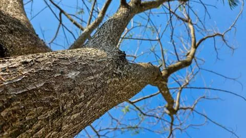 Tree stem with smooth texture and blue sky Foto stock