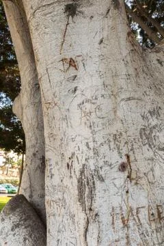Tree stem with writings carved into the bark, in Puerto Rico in Gran Canaria Stock Photos
